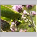 Tettigonia viridissima - Gruenes Heupferd 07.jpg